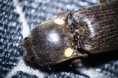 /album/coleoptera/pyrophorus-noctilucus-3-jpg/